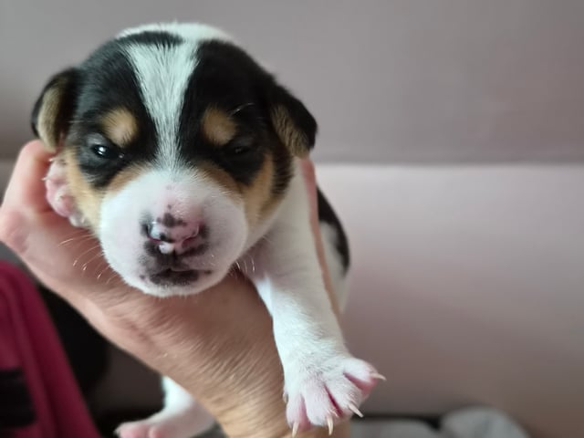 Dansk-svensk gårdhund · Båstad · Marinette Santesson