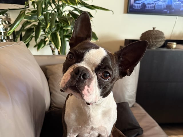 Boston terrier