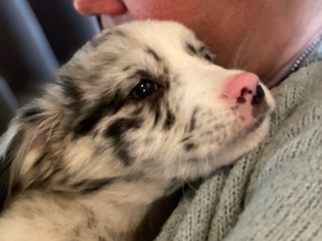 Miniature American Shepherd · Skepplanda · Sagolika Mas
