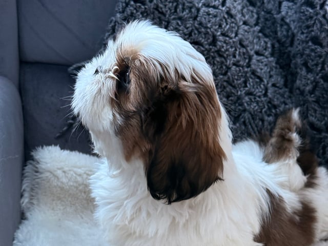 Shih Tzu