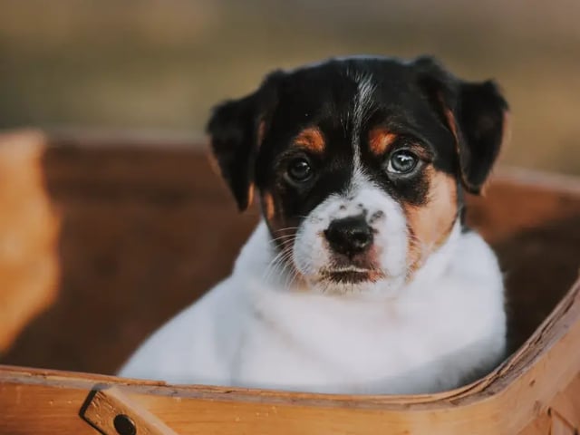 Dansk-svensk gårdhund