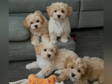 Maltipoo · Norsborg · Victoria C.