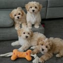 Maltipoo
