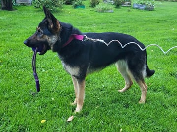 Schæferhund · Kramfors · Divatorpets