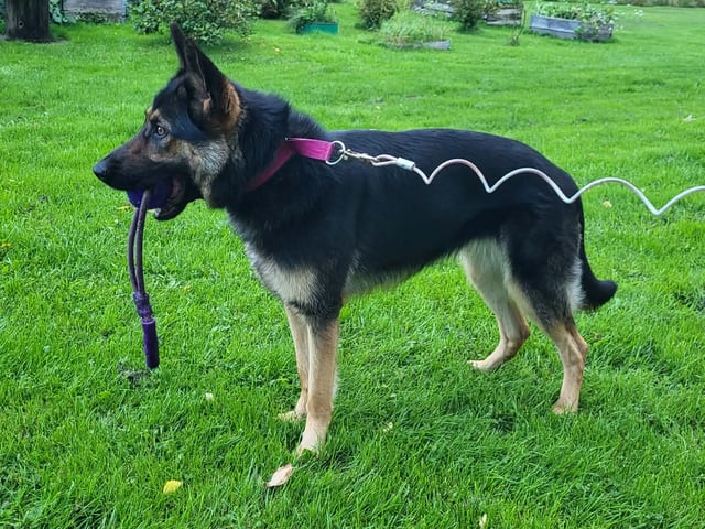 Schäferhund · Kramfors · Divatorpets