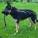 Tysk Schäferhund