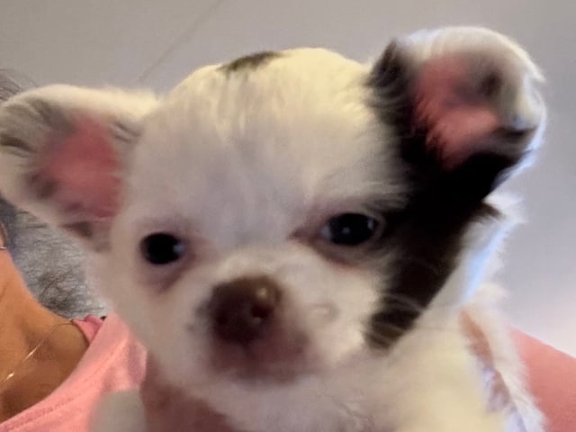 Chihuahua · Nacka · Andréa Fleischer