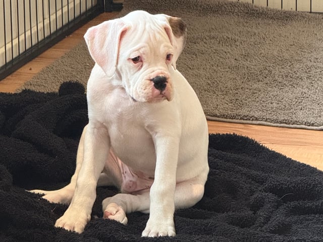 Boxer