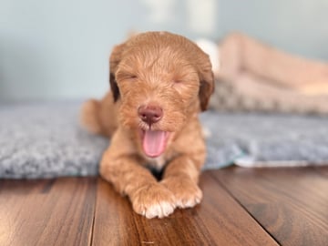 101 Labradoodles