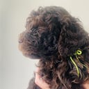 Lagotto Romagnolo