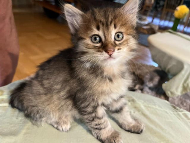 Sibirisk kat
