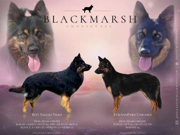 Blackmarsh
