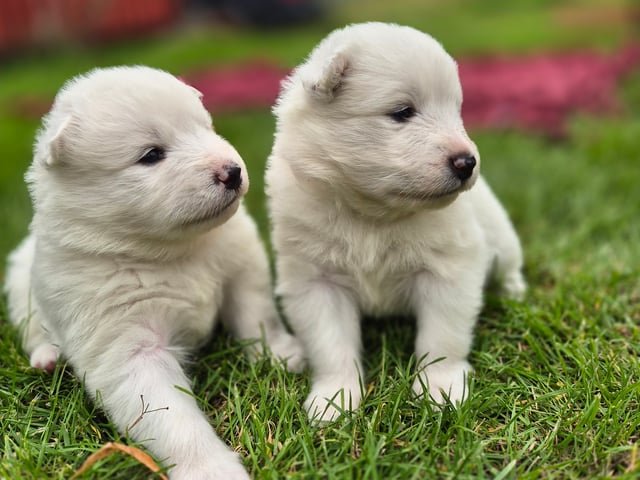 Samojedhund