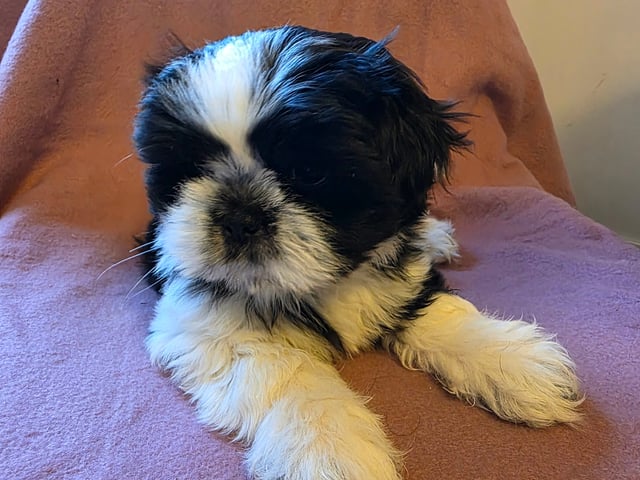 Shitzu/lhasa · Nykroppa · Karin A.