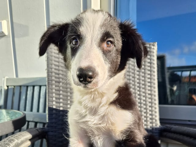 Border collie · Limhamn · Ruckeltofta Gård