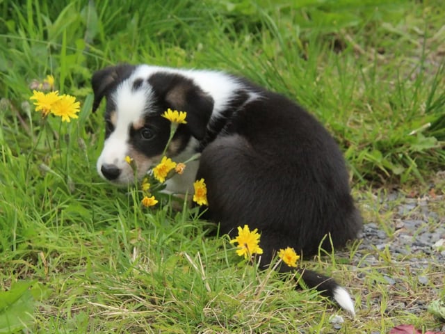 Border collie