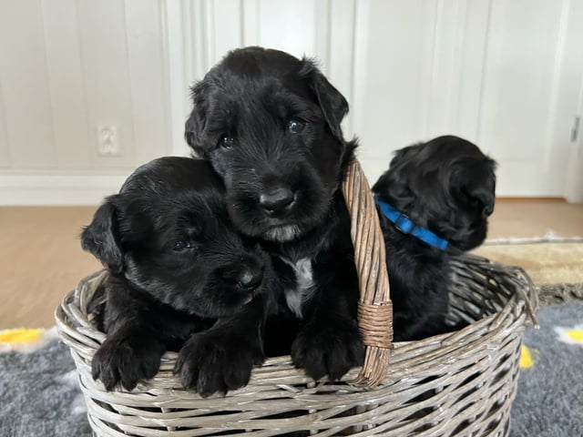 Briard