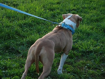 American bully · Lidköping · Angelina R.
