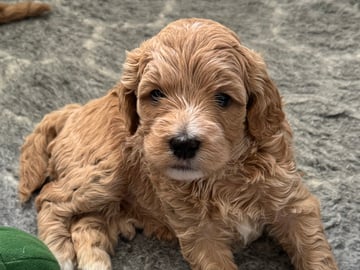 Labradoodle · Vänge · Vanessa W.