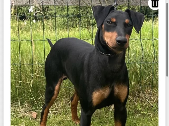 Manchesterterrier