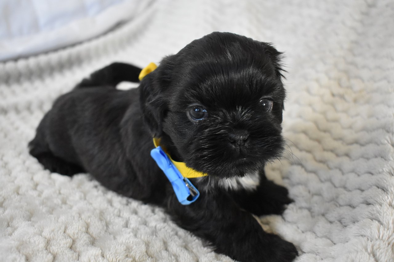 The merry shih-tzu family