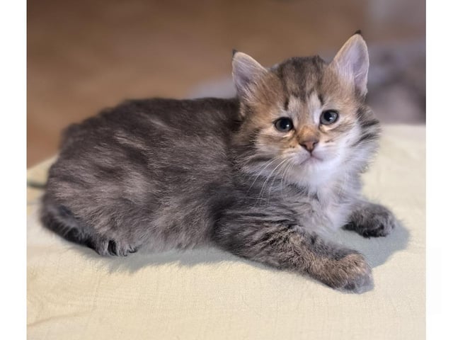 Sibirisk kat