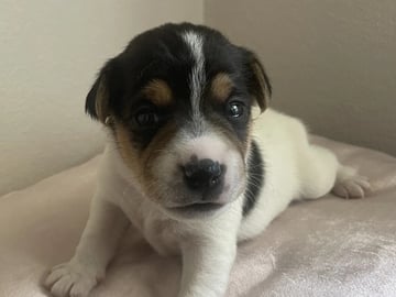 Dansk-svensk gårdhund · Rudshøgda · Sveahagen