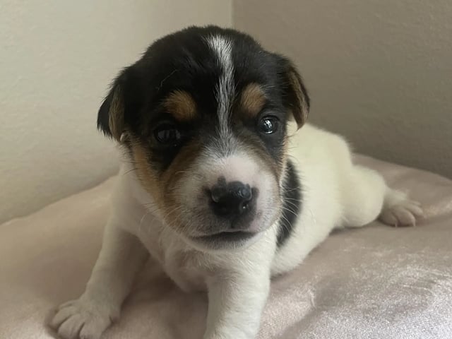Dansk-svensk gårdhund · Rudshøgda · Sveahagen