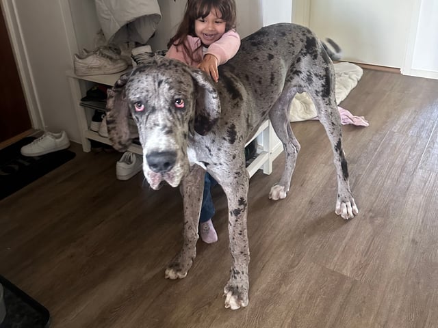 Great Dane (Grand danois)