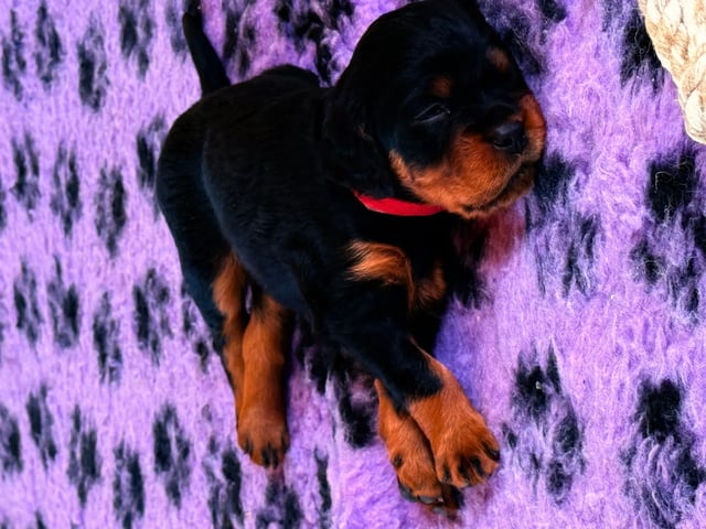 Gordon setter
