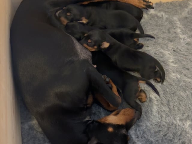 English Toy Terrier