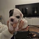 Havanese
