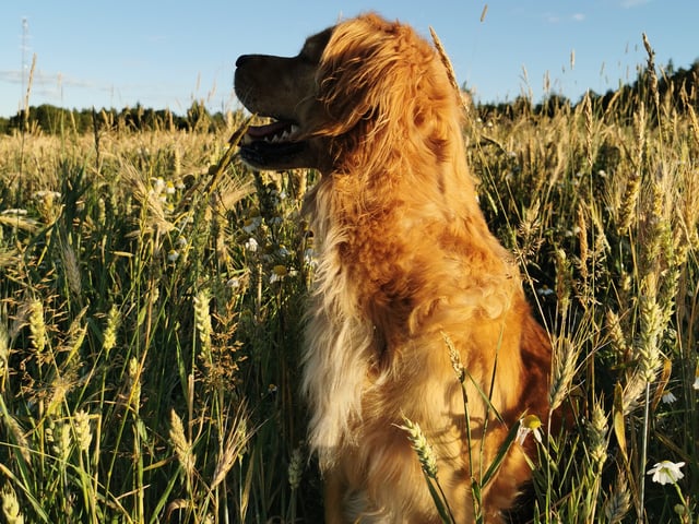 Golden retriever