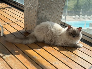Ragdoll · Limhamn · Rositza A.