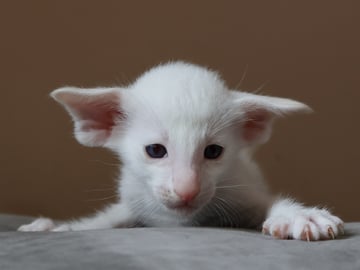 Oriental Adore Cattery