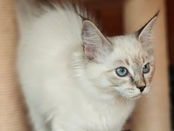 Ragdoll · Vadstena · Skåningstorp