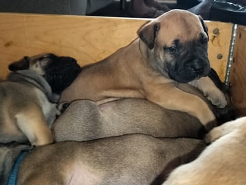 Boergarden boerboels