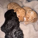 Miniature Poodle