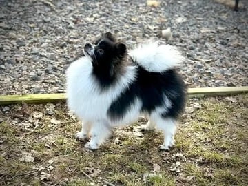 German Spitz – Kleinspitz · Oppegård · Vivian Høeg Møller