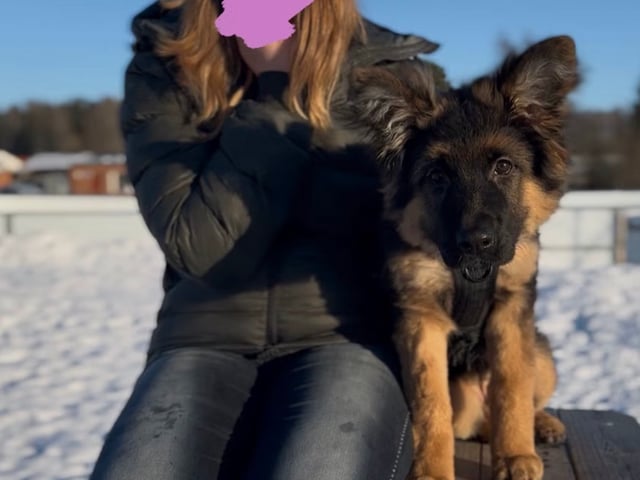 Schæferhund