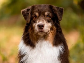 Australian shepherd · Bø i Telemark · Margit Knutsdotter Buen