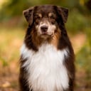 Australian shepherd