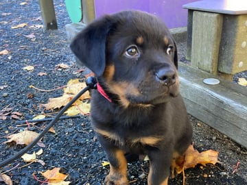 Rottweiler · Oslo · Ayan K.