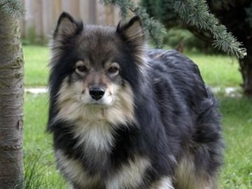 Finnish Lapphund