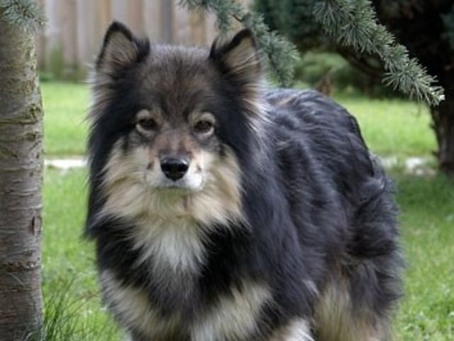 Finnish Lapphund