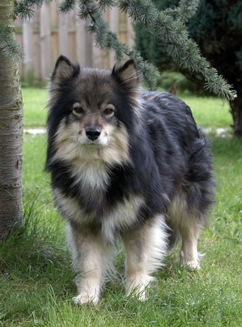 Finsk lapphund