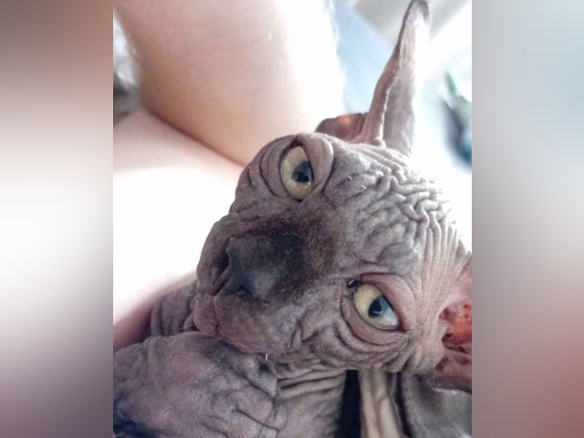 Sphynx