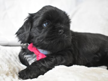 The merry shih-tzu family