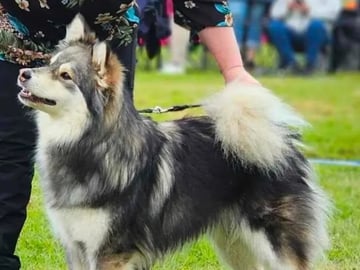Finnish Lapphund · Ottestad · Helle Irene Braathen