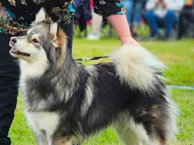 Finnish Lapphund · Ottestad · Helle Irene Braathen